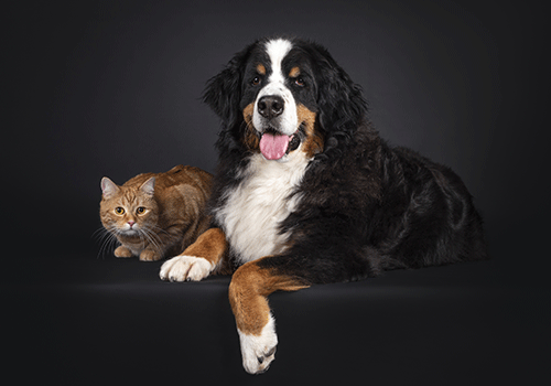 Adult Cats and Dogs